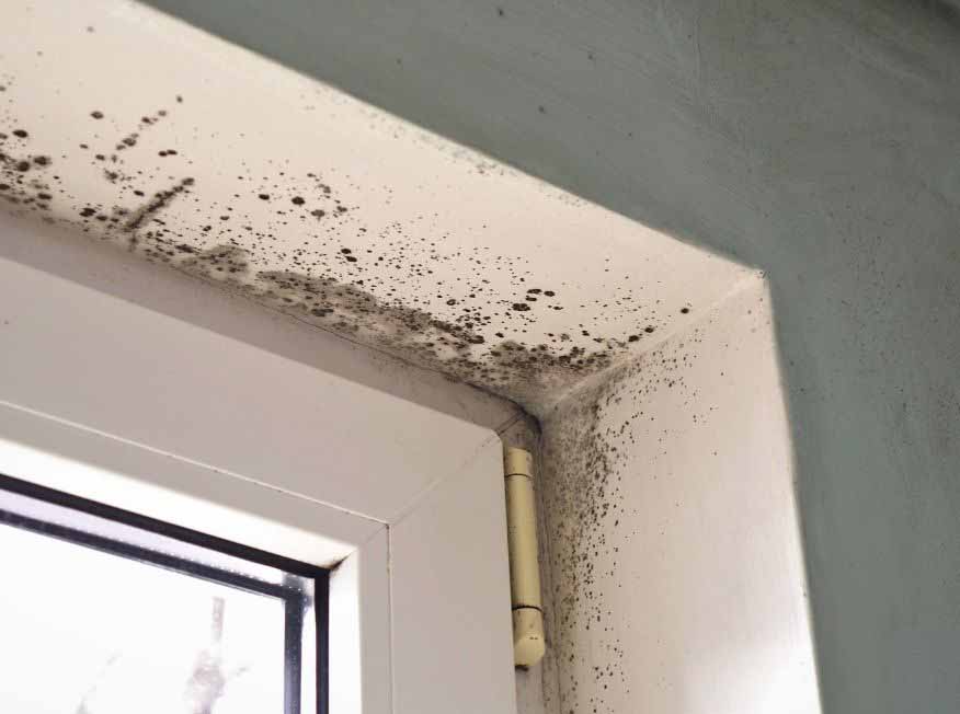 Black mould growing across a ceiling corner and window reveal that needs treating before painting